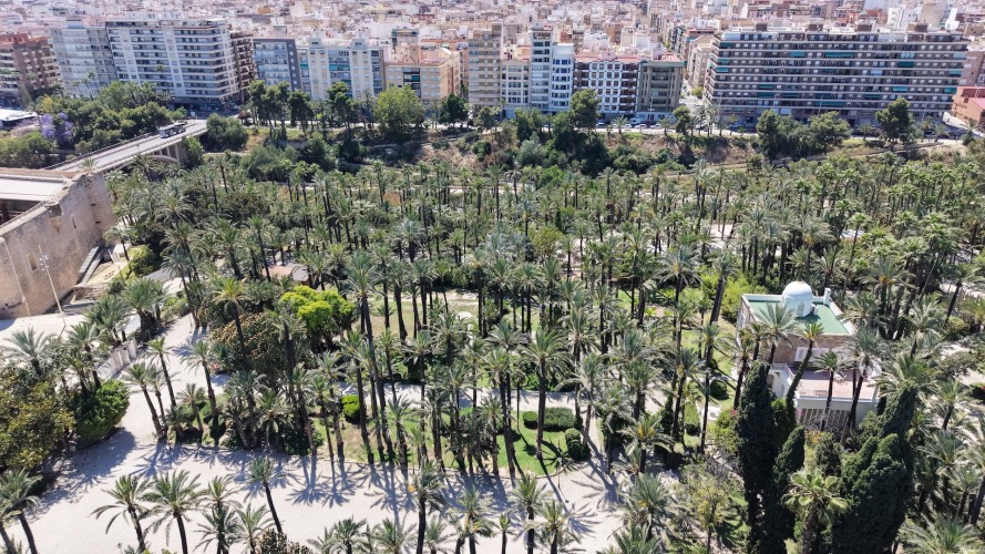 Foto palmovy haj Elche
