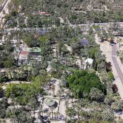 Foto palmovy haj Elche