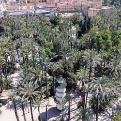 Foto palmovy haj Elche