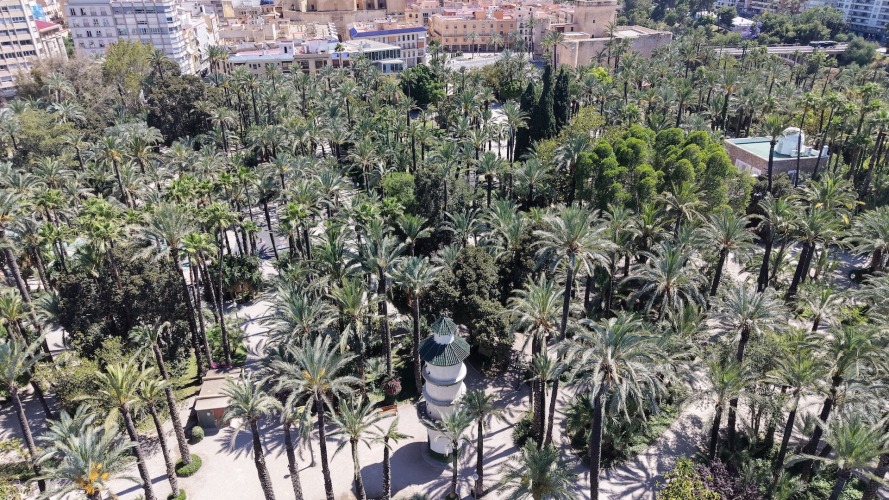Foto palmovy haj Elche