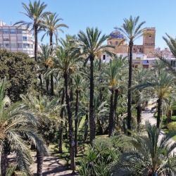 Foto palmovy haj Elche