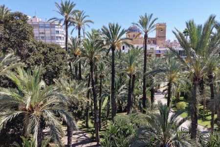 Fotografie palmového háje v Elche
