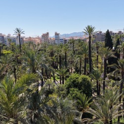 Foto palmovy haj Elche