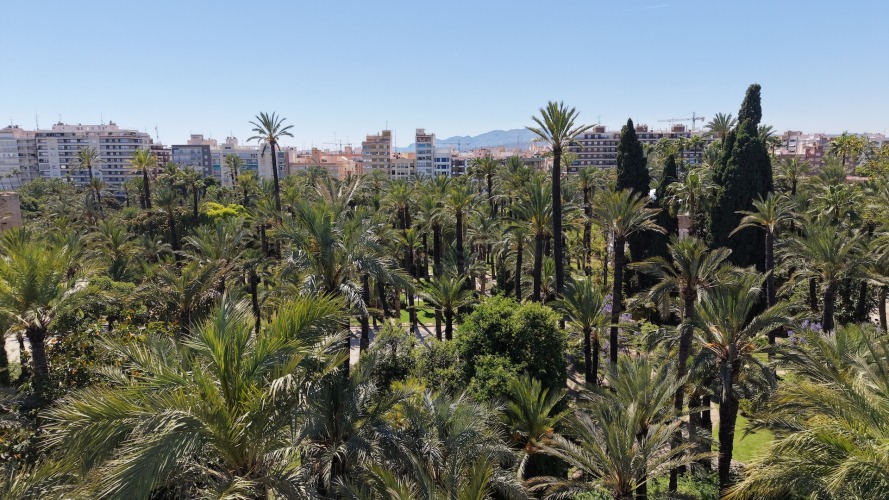 Foto palmovy haj Elche
