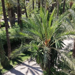 Foto palmovy haj Elche