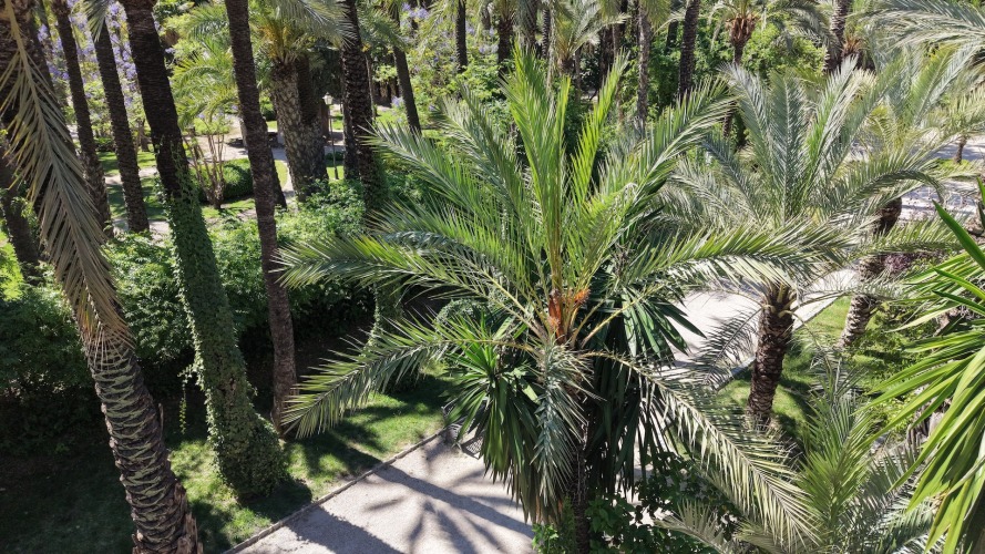 Foto palmovy haj Elche