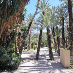 Foto palmovy haj Elche