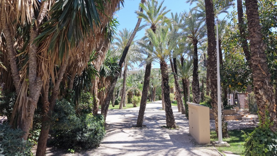Foto palmovy haj Elche