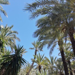 Foto palmovy haj Elche