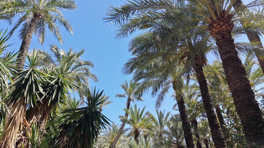 Foto palmovy haj Elche