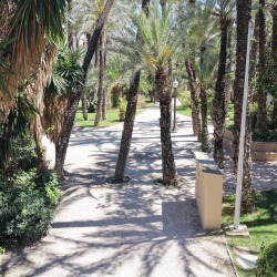Foto palmovy haj Elche