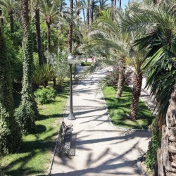 Foto palmovy haj Elche