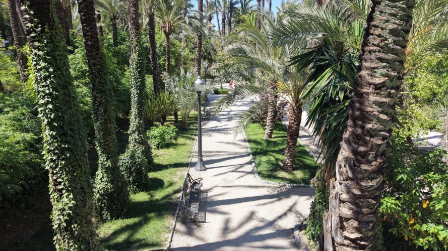Foto palmovy haj Elche