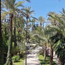 Foto palmovy haj Elche