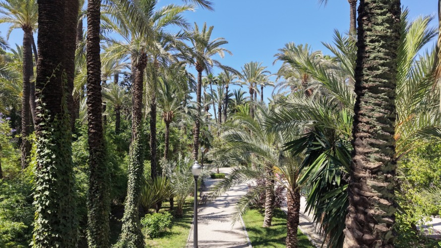 Foto palmovy haj Elche