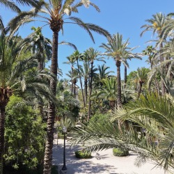Foto palmovy haj Elche