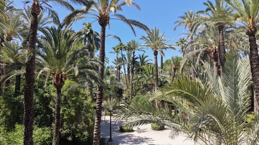 Foto palmovy haj Elche