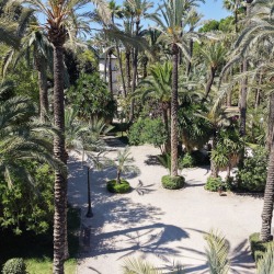 Foto palmovy haj Elche