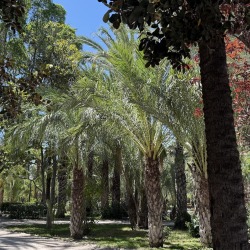 Foto palmovy haj Elche