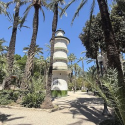 Foto palmovy haj Elche