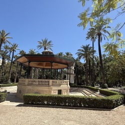 Foto palmovy haj Elche