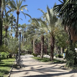 Foto palmovy haj Elche