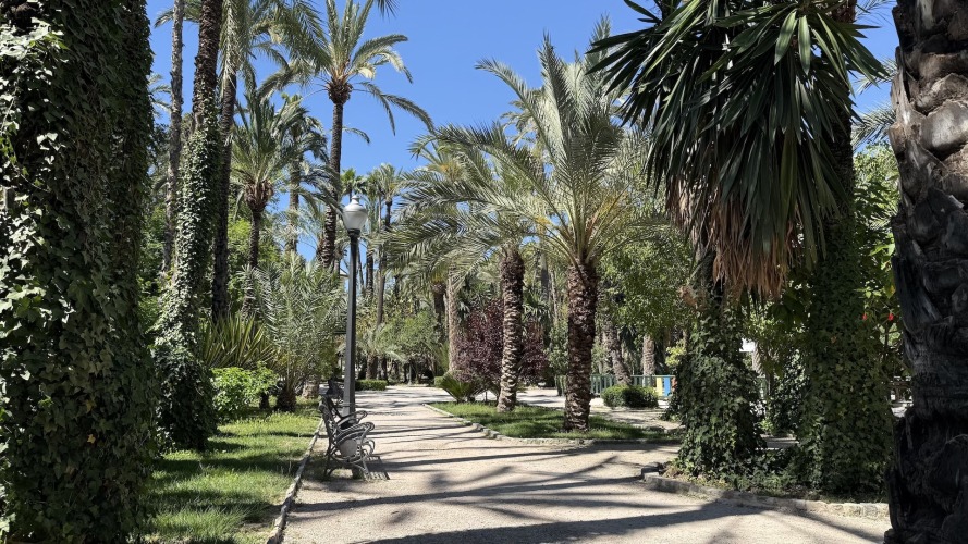 Foto palmovy haj Elche