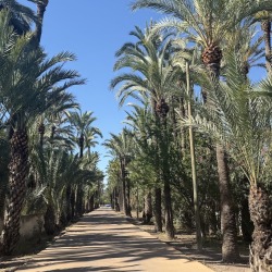 Foto palmovy haj Elche