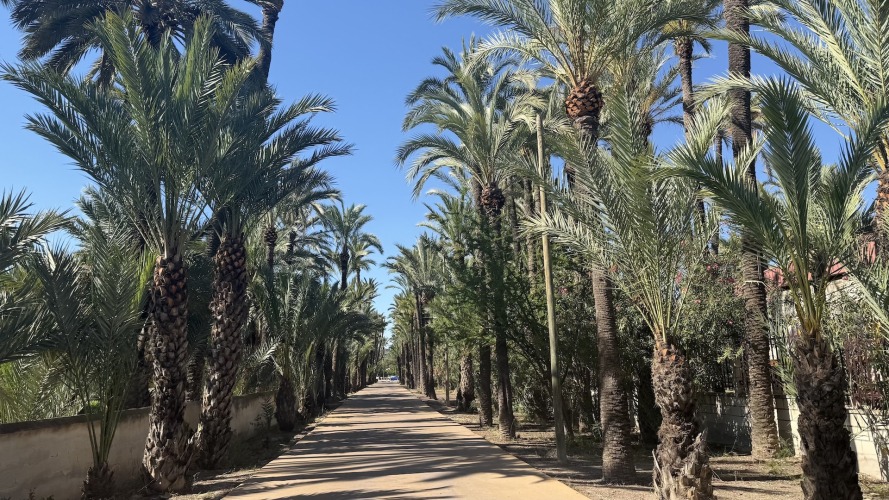 Foto palmovy haj Elche