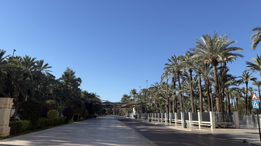 Foto palmovy haj Elche
