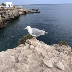 Tabarca
